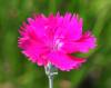 Show product details for Dianthus Neon Star